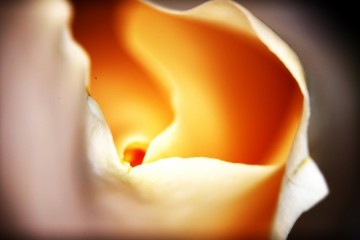 西双版纳发布食用野生菌中毒防控黄色预警