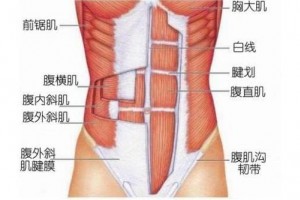 腹肌的不同位置该如何虐?6张图告诉你