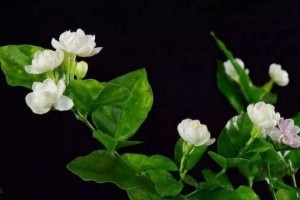 这15种芳香植物,家里随便养一盆,满室生香!