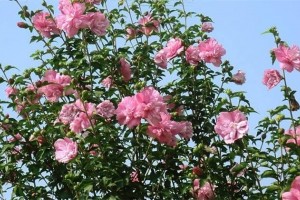 农村菜园围墙上种的木槿花，夏秋花开绚烂，可以做菜吃