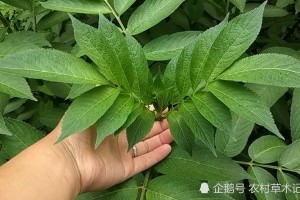 此草为“接骨草”，可治跌打损伤，是外伤良药，遇见别破坏