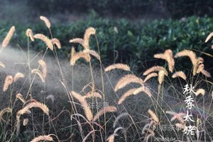 白毫银针有秋茶吗没有真实的秋白茶是这些