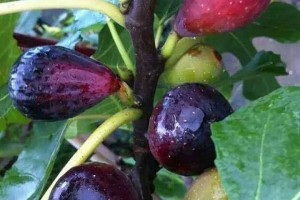 无花果、百香果能够在家种2年养成大盆栽一棵成果4、5斤