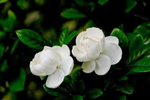 栀子花洒水是难题每次浇多水都有考究学会了才干养得好