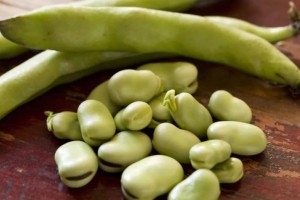 吃了蚕豆就患病但这可能有个好处