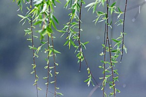 路边捡根不起眼的树枝剁碎泡水灌花盆里再蔫的花也能焕发青春