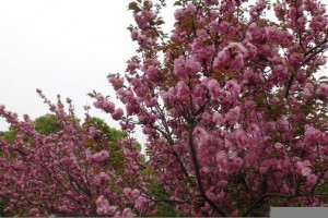 炎炎夏日来临樱花夏季管理提前了解一下!
