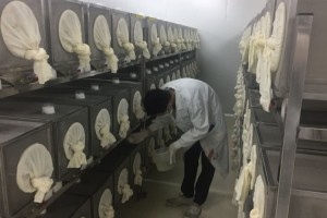 蚊子无间道培育能让雌蚊绝后的特工与土著争夺交配权