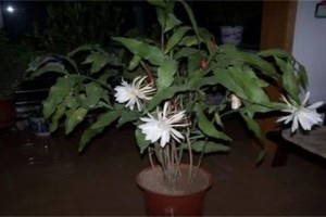 家养昙花不开花快给它吃点肉沾点腥味花苞冒得快
