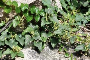 户外的1种植物和杂草很像殊不知根茎值钱少见