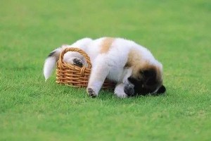 狗狗会得糖尿病吗有哪些表现需要怎么治疗