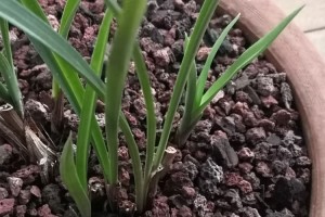 七月没来花苞的兰花原因有四点后悔才知道