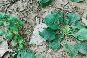 这种8月即将消失的野草对牙疼牙龈痛很有帮助不花钱还很好使