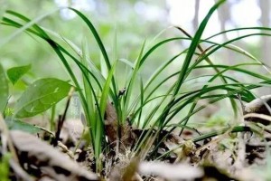 原创兰花种植如何好浅谈生物肥对土壤的作用可能不是你想的那样