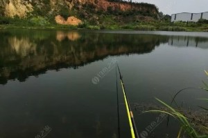 手竿诱鲢鳙招来白条鱤鱼窝中飞跃暴口不断