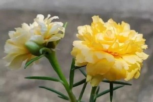 这花枝条剁8段沾土就能活3天生根7天开花