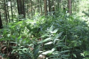 郊外的1种植物被称为黄鸡菜别忽视它一斤22元