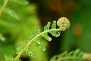 常吃野菜好处多但这3种野菜有毒别乱吃教你5招辨野菜