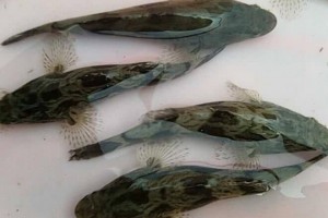 这外来入侵物种最大可达10斤以为是祸害网友却惊呼吃不起