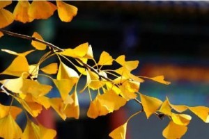 秋季吃南瓜正当时防秋燥护血管连南瓜子和南瓜皮也是好东西
