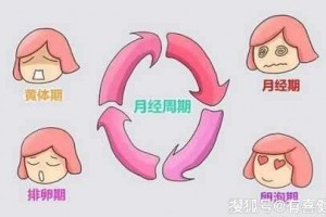 女人月经后多久开端排卵