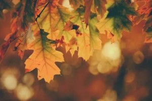 今秋天气有特殊性顺应天时得这么吃
