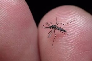 湖北黄冈发生登革热疫情含20个本地病例