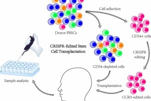 中国科学家完成首例基因编辑干细胞治疗艾滋病和白血病患者