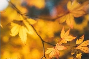 秋分养生这6种疾病一定要预防