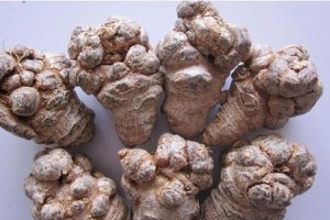 三七的止血作用与功效