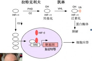 详解2019诺奖研究低氧信号机制为多种疾病治疗提供新策略