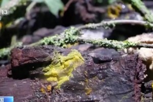没嘴没眼却能吃能看科学家也解释不了
