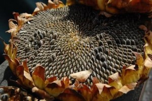 葵瓜籽口香糖味精是致癌物营养师十大致癌物排行榜要不要信