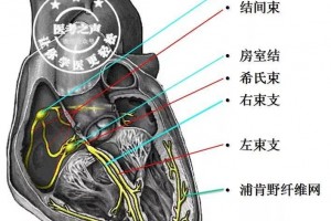 14种心电图这样讲也太透彻了吧