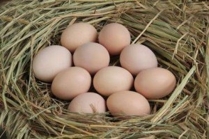 鸡蛋鸭蛋鹅蛋哪种营养价值更高要怎样吃对身体比较好