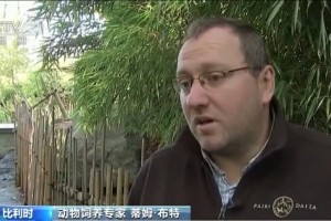 将满百天比利时龙凤胎熊猫宝宝等候取名
