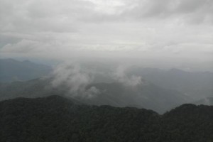 百年野山参的买卖内情不是那么简略!