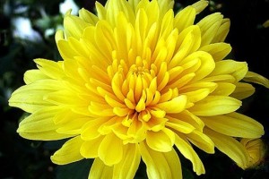 菊花茶的5种调配针对有不同需求的人