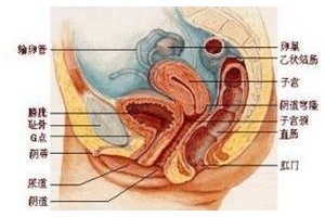 为何需要做生殖系统保养生殖系统保养的重要性