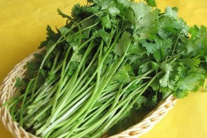 香菜和它是死对头若一同同食或许喂食癌细胞