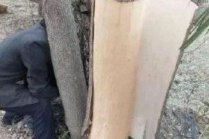 请谨记此物表面家园若有别让人为采树皮它极为宝贵