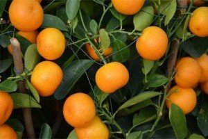 人到中年想长命能够多吃3种食物滋补肌肤有益健康