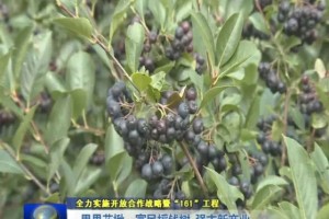 这个林兴集团不种玉米高粱只栽黑果花楸为啥