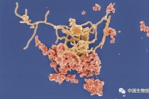 2019十大科学打破提醒微生物是咱们所有人的终究先人