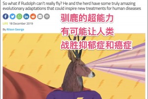 驯鹿的超能力或是又一打败抑郁症及癌症办法