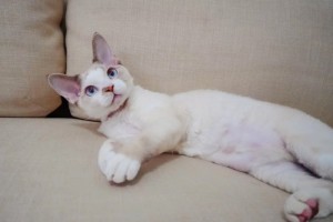 猫咪的营养品究竟是不是智商税该怎样选