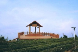 冬至的小夸姣——岚湖山茶旅