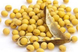大豆皂苷的生物学功用