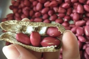 花生加它一同吃湿气也没了养胃还清肠排出毒素腰还变细了