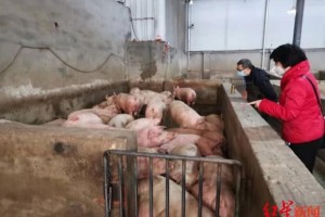 餐桌上回锅肉喷香背面有这群人把安全关的辛劳